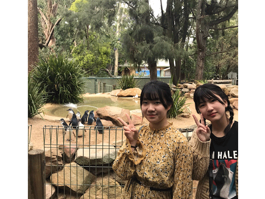 【オーストラリア修学旅行4日目　Aグループ動物園】Aグループは午前中、フェザーデール動物園見学へ行きました。ウォンバットにクアッカワラビー、カンガルーが特に可愛かったようです。生徒達は動物達と近くで触れ合えたことが、日本にはない体験で嬉しかったと話していました。