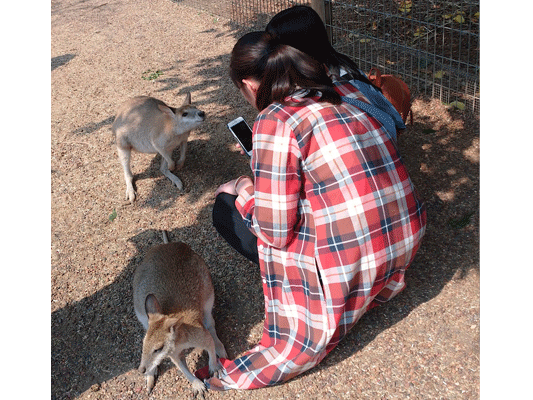 【オーストラリア修学旅行2日目　動物園】Bグループはフェザーデール動物園へ行きました。カンガルーやワラビーなどとふれあいました。ワニの巨大さにビックリしていました。コアラも間近で見れて生徒達は喜んでいました。
